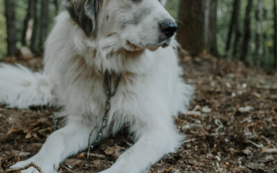 Meet the Livestock Guardian Dogs